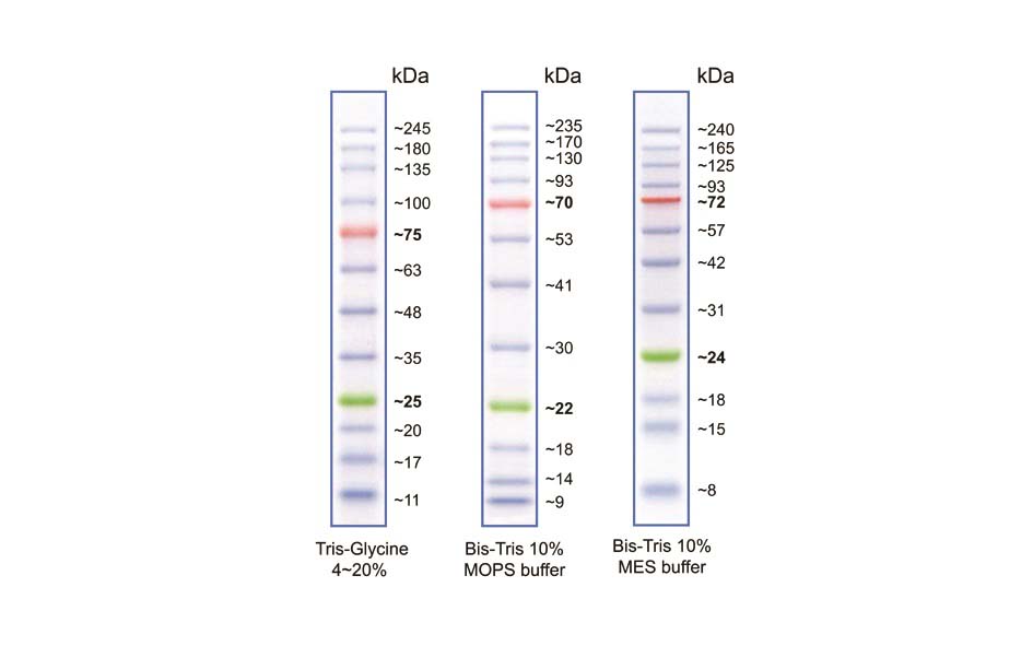 BLUeye Pre-Stained Protein Ladder, (10-245kDa), Approx 250 loads