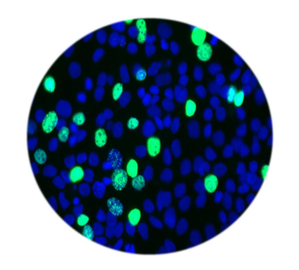 E-Click EdU Cell Proliferation Imaging Assay Kit (Green, FITC)
