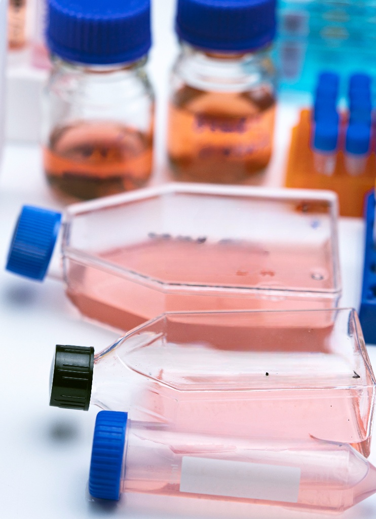 Primary PBMC Cell, Rat