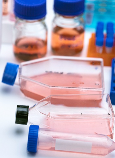 [GEN - CSI113Ca01-500k] Primary NPC Cell, Dog